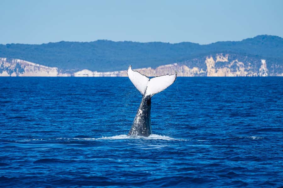 Noosa; Noosa Ocean Adventures - Whale Watching - Timing, Season, and Tides: When You Should Plan to Go