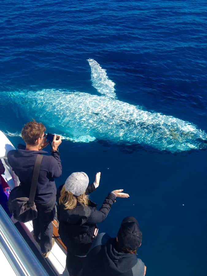 Noosa; Noosa Ocean Adventures - Whale Watching - Noosa Whale Migration, Up Close and Still Respectful