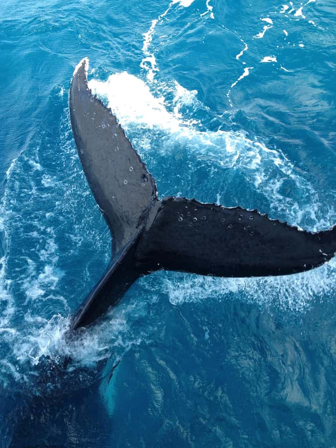 Noosa; Noosa Ocean Adventures - Whale Watching - The 2-Hour Flow: Safety, Scenic Water, Then Whale Watching