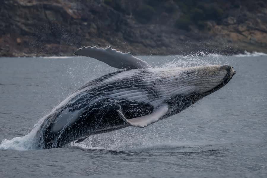 Noosa; Noosa Ocean Adventures - Whale Watching - Why Noosa’s Coastline Looks Different From the Water