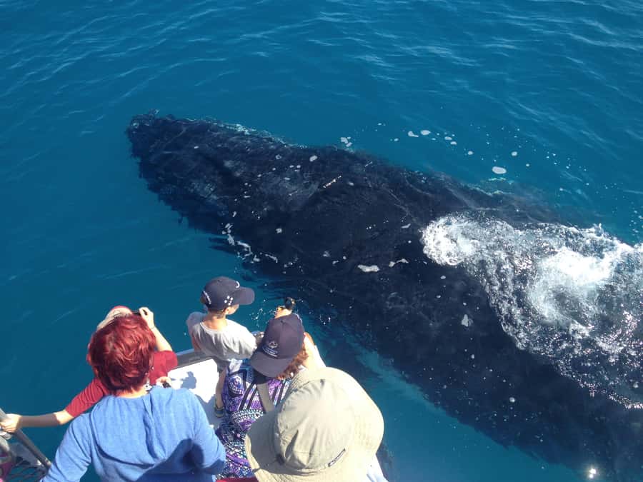 Noosa; Noosa Ocean Adventures - Whale Watching - Comfort on a Speedboat: Seats, Ponchos, and Wet-Winter Reality