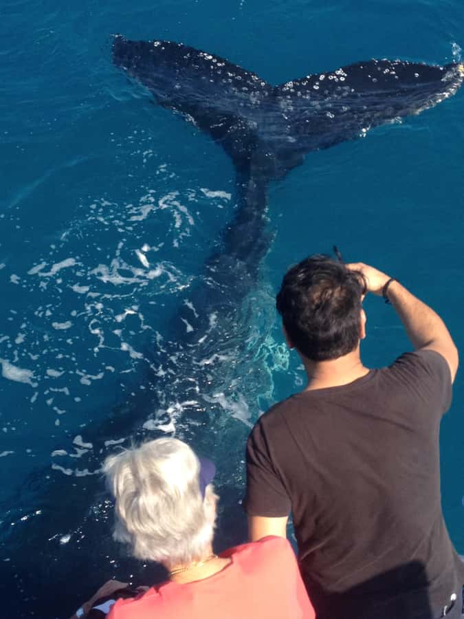 Noosa; Noosa Ocean Adventures - Whale Watching - Price and Value: What $70 Buys You (and What It Does Not)