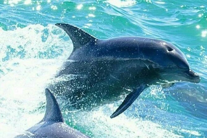 Noosa ocean adventure & Dolphin safari. - Quick tips for a smoother trip