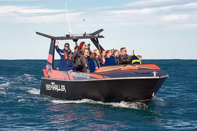 Noosa Ocean Adventures: Dolphins - Key Things That Make This Dolphin Tour Worth Your Time