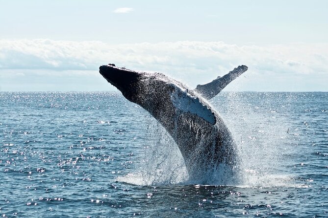 Noosa Ocean Adventures: Dolphins - Safety Gear, Comfort, and Who This Tour Fits Best