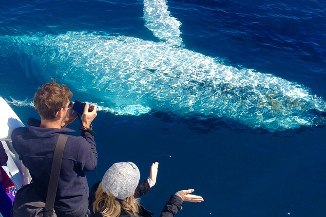 Noosa Ocean Adventures: Whale Watch - Getting there and timing your 30 minutes early