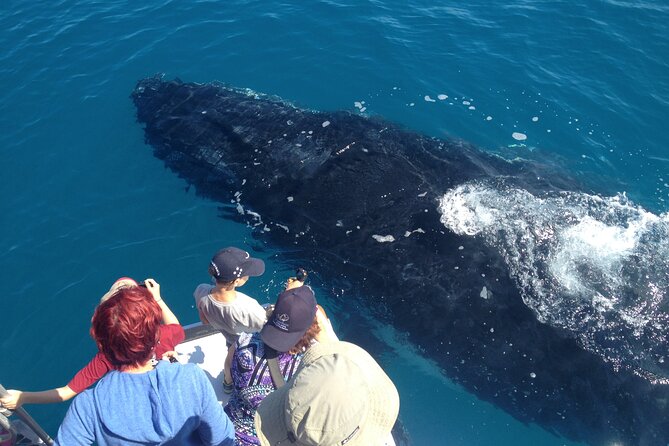 Noosa Ocean Adventures: Whale Watch - What you might see besides humpbacks