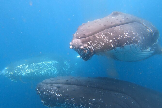 Noosa Ocean Adventures: Whale Watch - Price and value: does $68.14 feel fair?