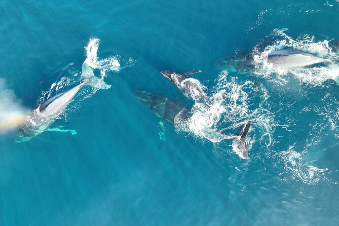 Noosa Ocean Adventures: Whale Watch - Who should book this whale watch?