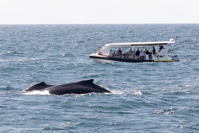 Noosa Ocean Adventures: Whale Watch - Should you book Noosa Ocean Adventures Whale Watch?