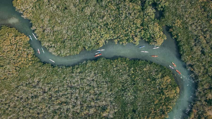 Noosa River: Mangroves and Mansions Guided Kayak Tour - Quick take: what makes this Noosa River kayak tour worth your time