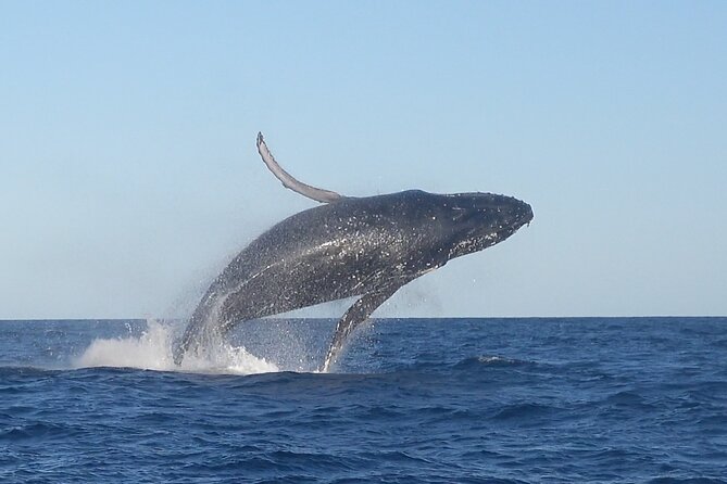 Noosa Whale Watching Cruise – Humpback Whale Adventure - Key Highlights You Should Actually Care About