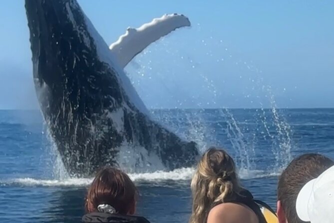 Noosa Whale Watching Cruise – Humpback Whale Adventure - Getting Started at Noosa Marina 2, What You’ll Wear, and What You’ll Feel