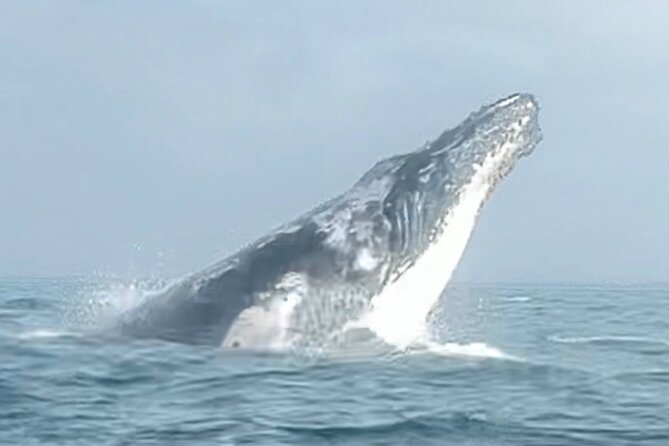 Noosa Whale Watching Cruise – Humpback Whale Adventure - Who Should Book This Whale Watching Cruise?