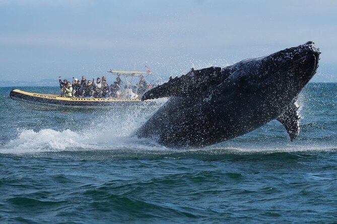Noosa Whale Watching Cruise – Humpback Whale Adventure - Cruise the Noosa River, Then See Noosa National Park from the Water