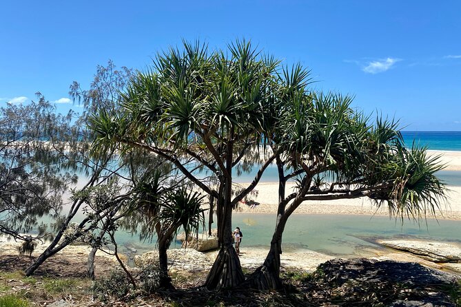 North Stradbroke Island WILDLIFE Adventure Tour from Brisbane - Amity Point Beach and the koala search walk
