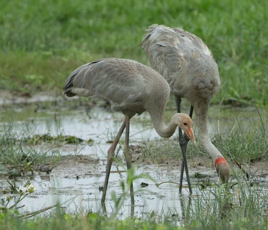 Northern Territory: Corroboree Billabong Nature Cruises - Key highlights you should care about