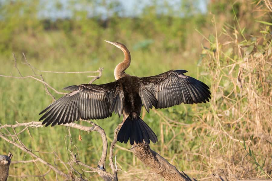Northern Territory: Corroboree Billabong Nature Cruises - Who should book this cruise, and who might want a different outing