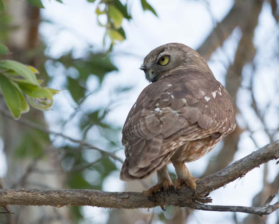 Northern Territory: Corroboree Billabong Nature Cruises - Your guide on the Billabong: what live commentary really changes