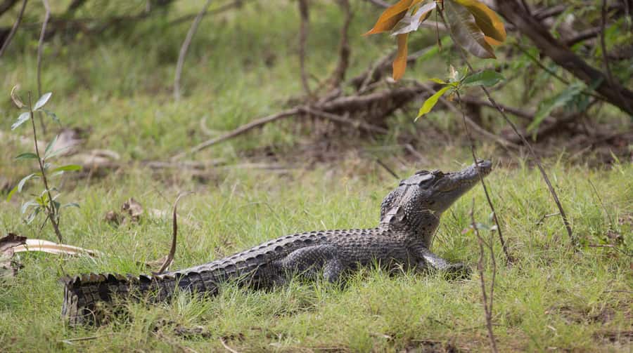 Northern Territory: Corroboree Billabong Nature Cruises - Timing, pacing, and sun management on a 90 to 150 minute cruise