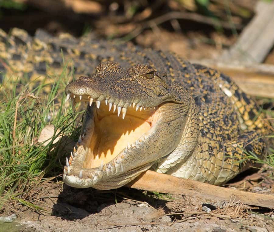 Northern Territory: Corroboree Billabong Nature Cruises - What to bring: practical packing for wetland heat and wildlife viewing