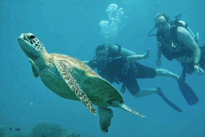 Ocean Freedom Great Barrier Reef Luxury Snorkel and Dive Cruise - Wonder Wall: drift snorkeling at a reef wall that rises to near the surface