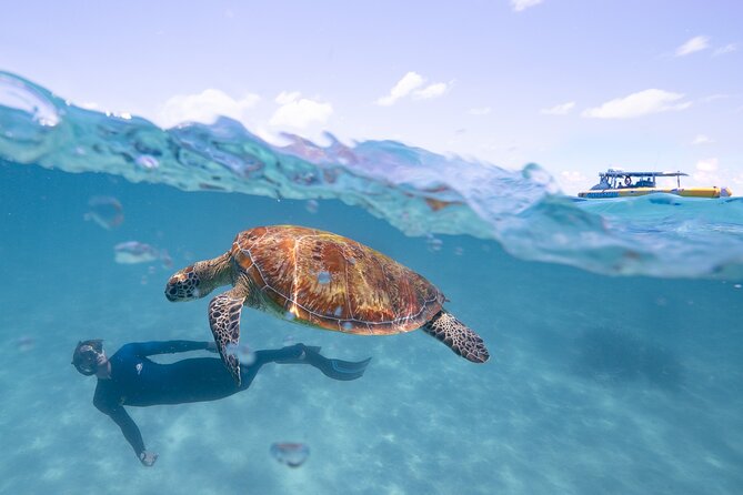 Ocean Safari Great Barrier Reef Experience in Cape Tribulation - Eco talks and the kind of safety focus that matters