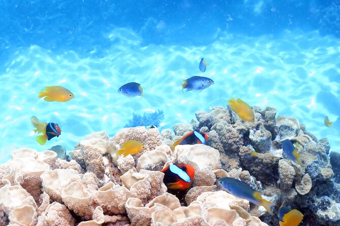 Ocean Spirit Sail to Michaelmas Cay Snorkel or Dive, from Cairns - 4 hours on Michaelmas Cay: snorkel from shore, then choose your pace