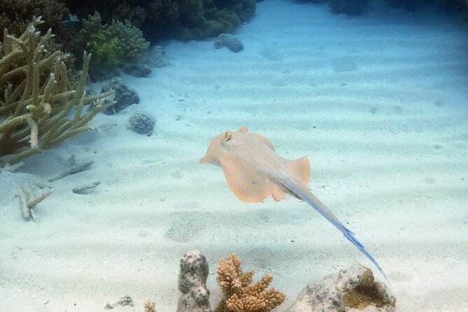 Ocean Spirit Sail to Michaelmas Cay Snorkel or Dive, from Cairns - Guided snorkeling with marine biologists: getting the most from the reef