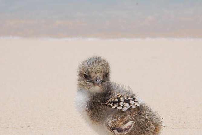 Ocean Spirit Sail to Michaelmas Cay Snorkel or Dive, from Cairns - Optional first scuba experience: what you need to know