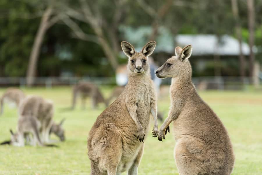 Oceans to Mountains Explorer: 3-Day Great Ocean Road Tour - Guided walks: what the 6.5 km actually means for you