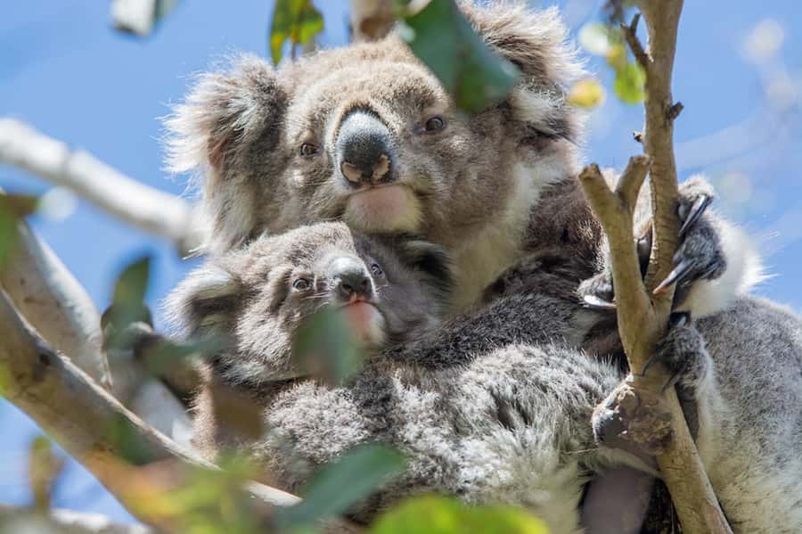Oceans to Mountains Explorer: 3-Day Great Ocean Road Tour - Price and what you actually get for $491 per person