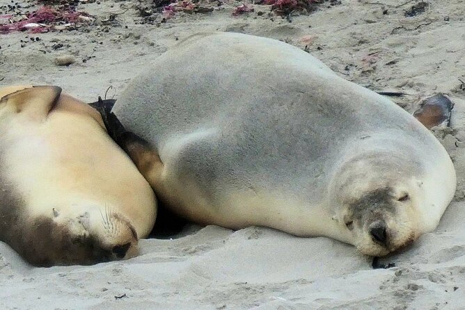 One Day Kangaroo Island Highlights Tour - Seal Bay Conservation Park boardwalk: sea lions without the guesswork