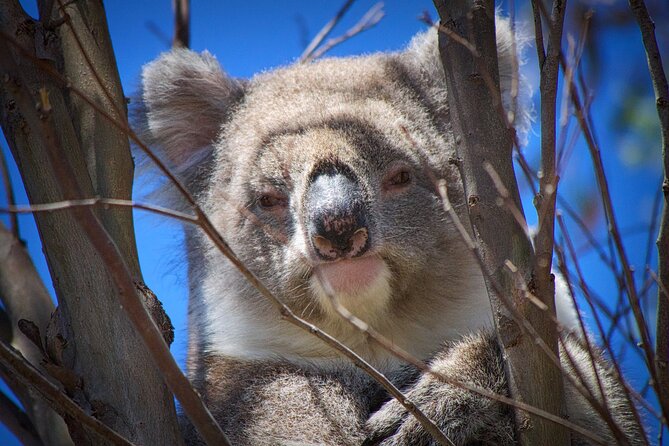 One Day Kangaroo Island Highlights Tour - Wildlife watching: how to maximize your odds on this route