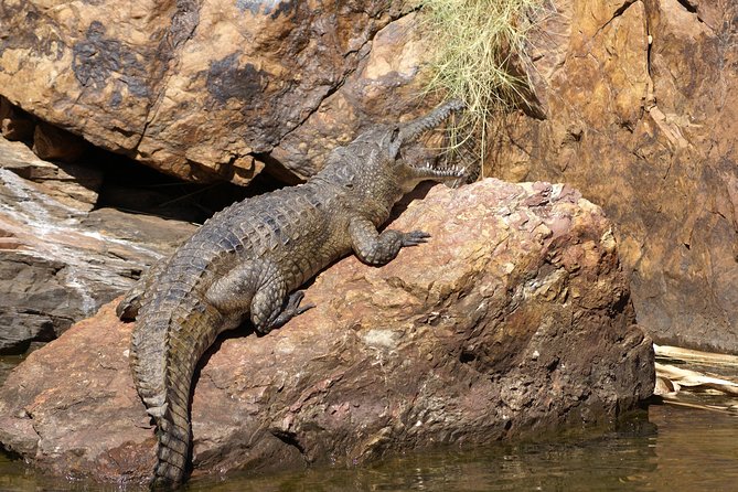 Ord River Cruise Experience with Riverside Lunch - Argyle Downs Homestead Museum: the short cultural stop that adds context