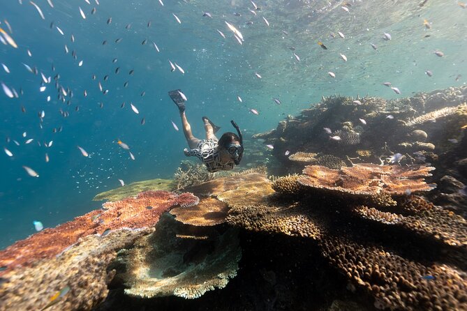 Outer Great Barrier Reef Snorkel Adventure in Airlie Beach - Key Reasons This Outer Reef Snorkel Works So Well