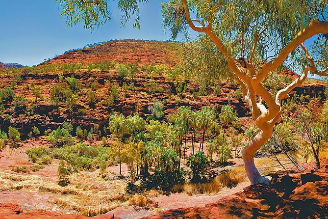 Palm Valley 4WD Tour from Alice Springs - Who should book this Palm Valley 4WD tour, and who might skip it