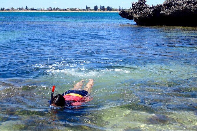 Penguin and Seal Islands Sea Kayaking Experience - Stop 1: Penguin Island Walk, Bird Nesting Sites, and a Proper Picnic