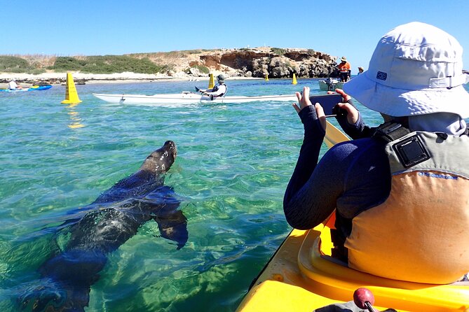 Penguin and Seal Islands Sea Kayaking Experience - Snorkeling Dec to Mar: Sheltered Reefs Only When the Water Is Right