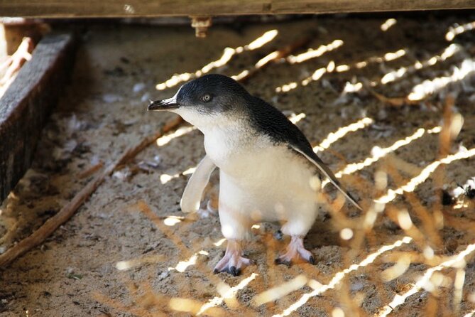 Penguin and Seal Islands Sea Kayaking Experience - Weather, Water Time, and How to Make the Day Feel Effortless