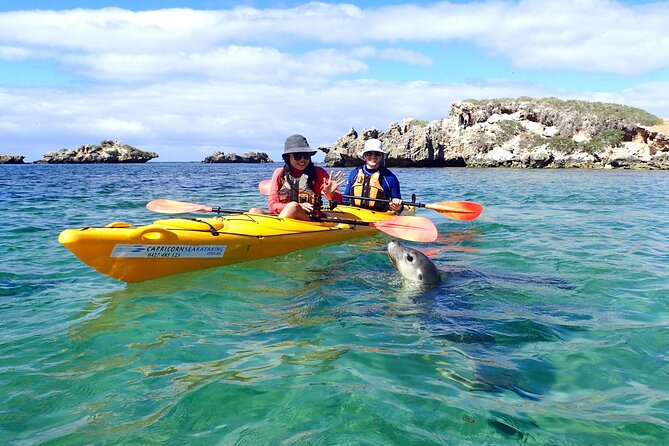 Penguin and Seal Islands Sea Kayaking Experience - Paddling Skills: What Beginners Learn, What Everyone Uses