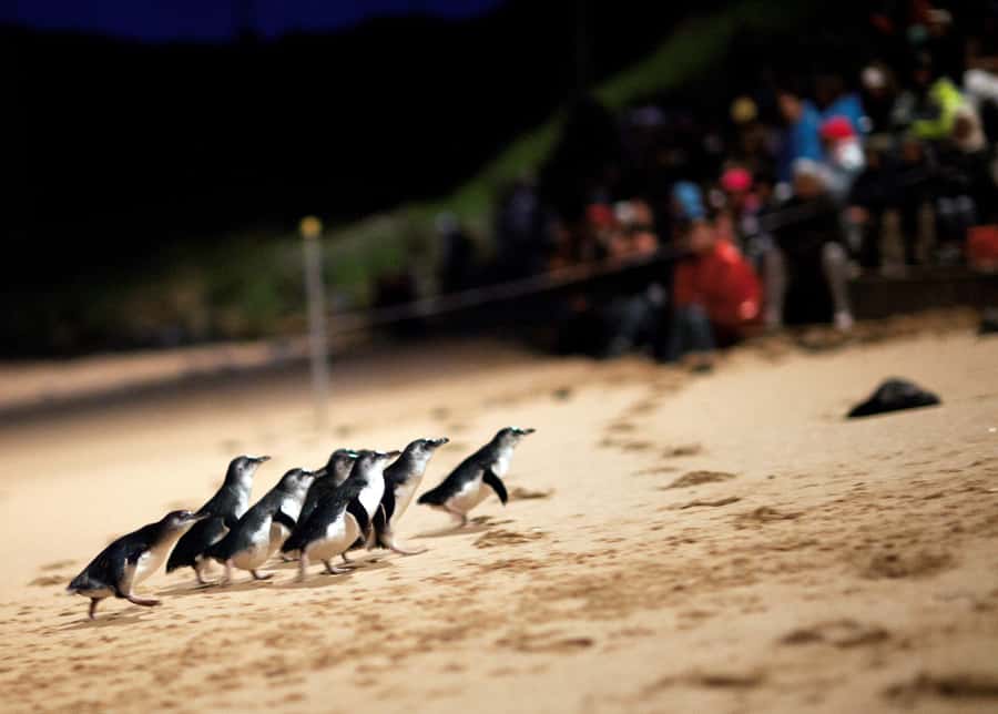 Penguin Parade: General Viewing Ticket - What this General Viewing ticket really gives you