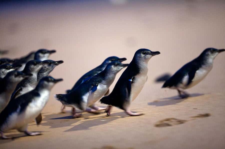 Penguin Parade: General Viewing Ticket - The boardwalk moment: how to get closer without disrupting the penguins