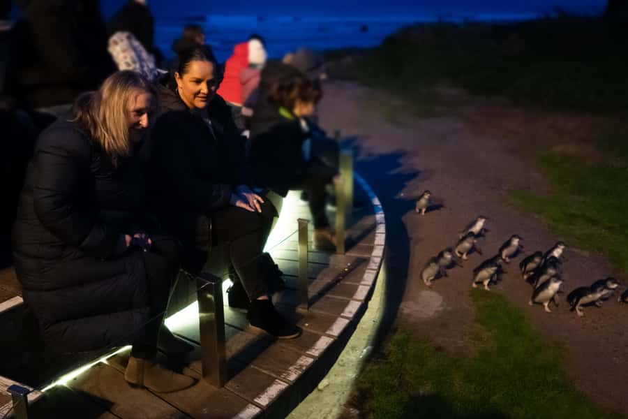 Penguin Parade: General Viewing Ticket - Timing and temperature: the hour before sunset is the make-or-break window