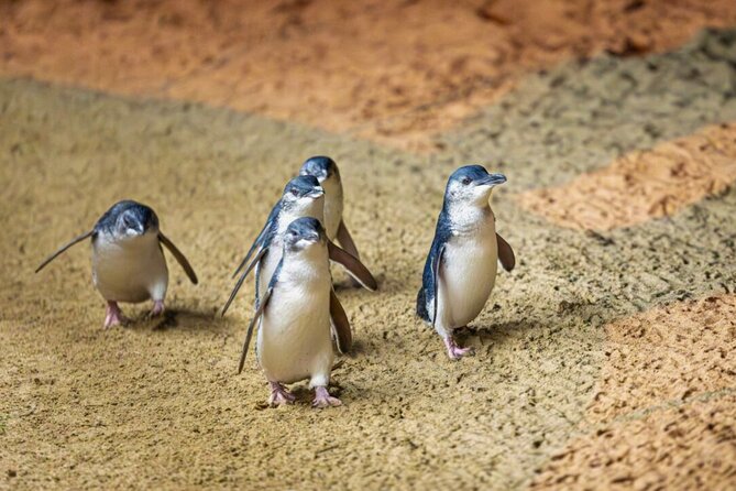 Penguin Parade, & Wildlife Encounters Eco Tour from Melbourne - A day built around penguin waddle timing, with hotel pickup and WiFi