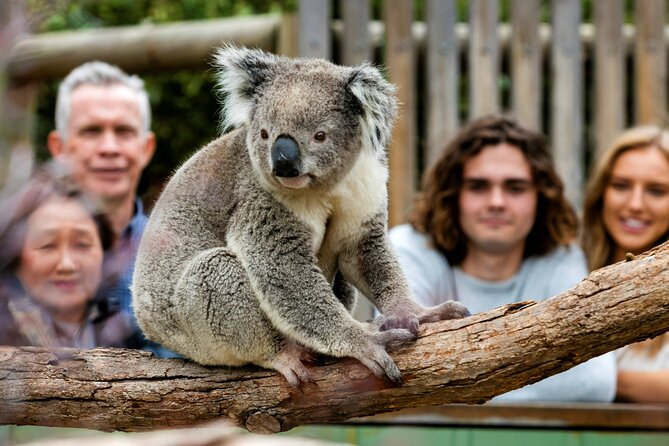 Penguin Parade, & Wildlife Encounters Eco Tour from Melbourne - Nobbies and Seal Rocks: ocean viewpoints with the fur-seal bonus