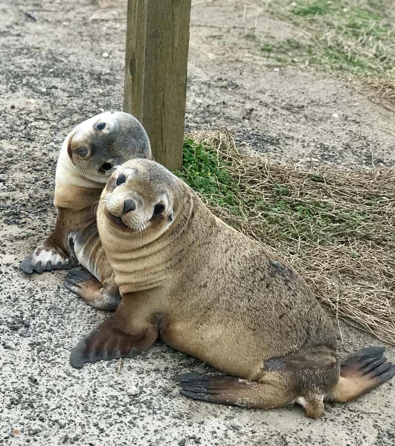Penneshaw: Shore Excursion Kangaroo Island Scenic Tour - Cape Du Couedic Lighthouse and Pennington Bay: quick hits for coast lovers