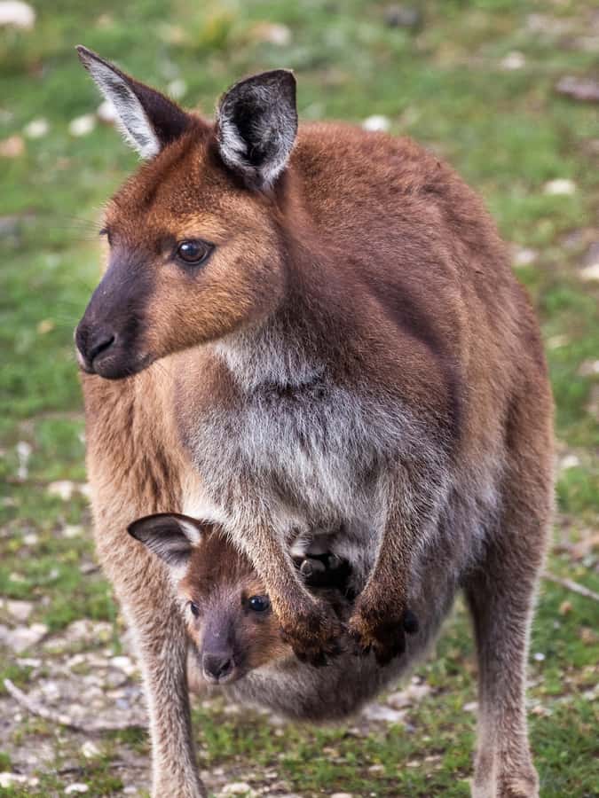 Penneshaw: Shore Excursion Kangaroo Island Scenic Tour - The long road to Flinders Chase, and why it is part of the value