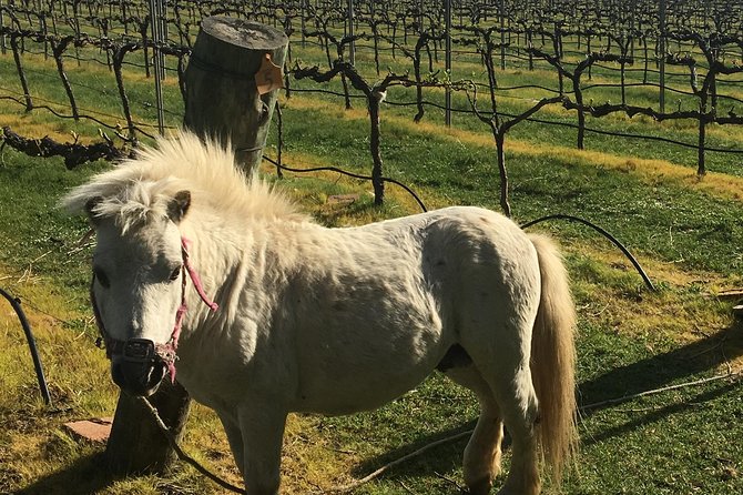 Personalised wine tour experience in the beautiful NSW Southern Highlands - Tertini and Sutton Forest Estate Wines, plus other boutique stops