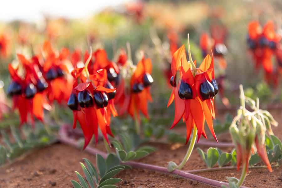 Perth: 7 Day Exmouth Explorer & Ningaloo Reef Return Perth - Ningaloo Reef From Coral Bay: Snorkeling, Beaches, and Optional Big Swims